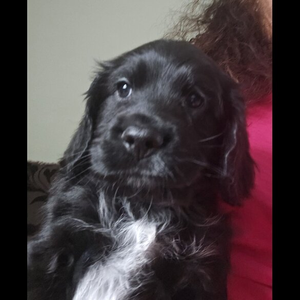 Cocker Spaniel (Working &amp; Show) - Both