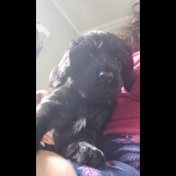 Cocker Spaniel (Working &amp; Show) - Both