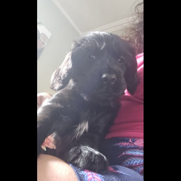 Cocker Spaniel (Working &amp; Show) - Both