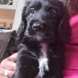 Cocker Spaniel (Working &amp; Show) - Both