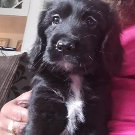 Cocker Spaniel (Working &amp; Show) - Both