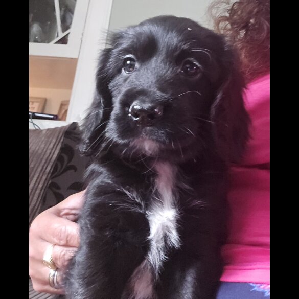 Cocker Spaniel (Working &amp; Show) - Both
