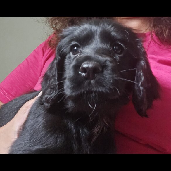 Cocker Spaniel (Working &amp; Show) - Both
