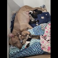 Mixed Breed - Both