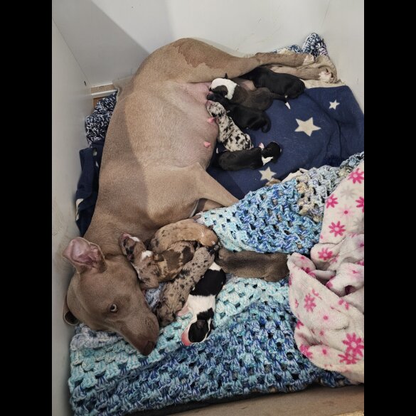 Mixed Breed - Both