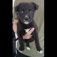 Mixed Breed - Both