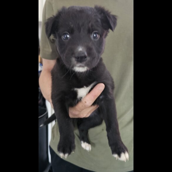 Mixed Breed - Both