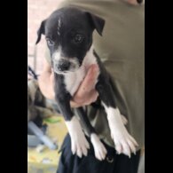 Mixed Breed - Both