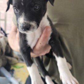 Mixed Breed - Both