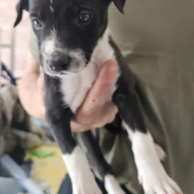 Mixed Breed - Both