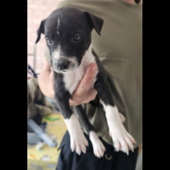 Mixed Breed - Both