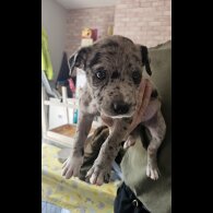 Mixed Breed - Both