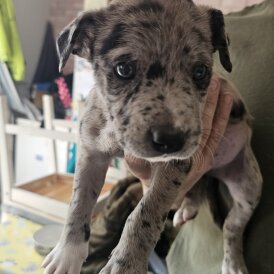 Mixed Breed - Both