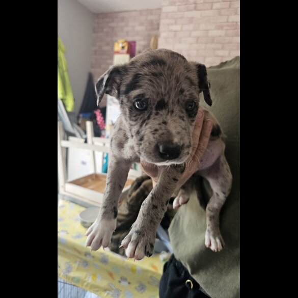 Mixed Breed - Both