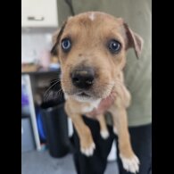 Mixed Breed - Both