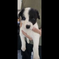 Mixed Breed - Both