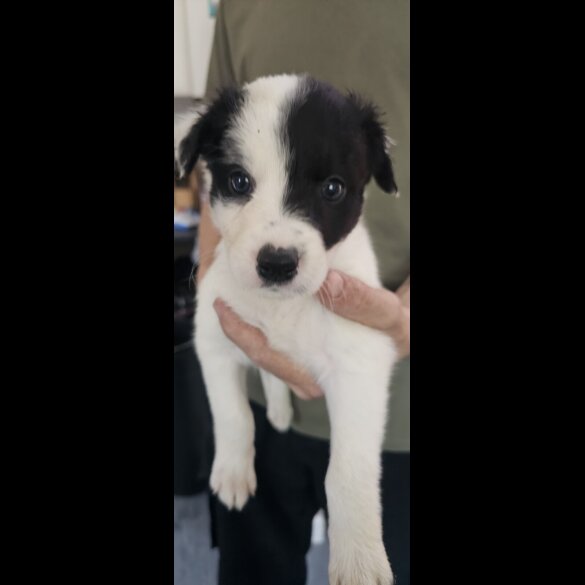 Mixed Breed - Both