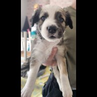 Mixed Breed - Both