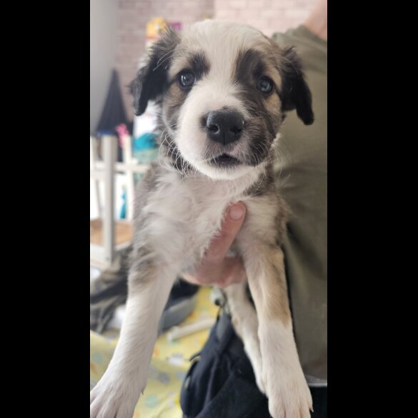 Mixed Breed - Both