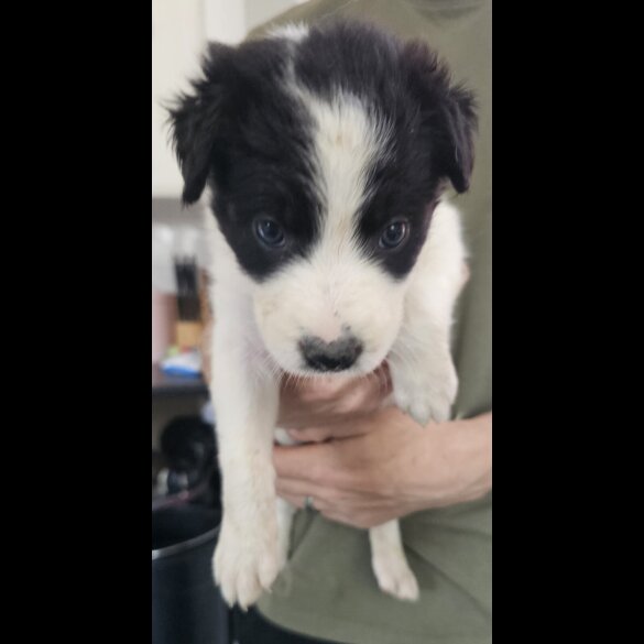 Mixed Breed - Both