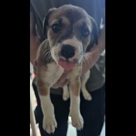 Mixed Breed - Both