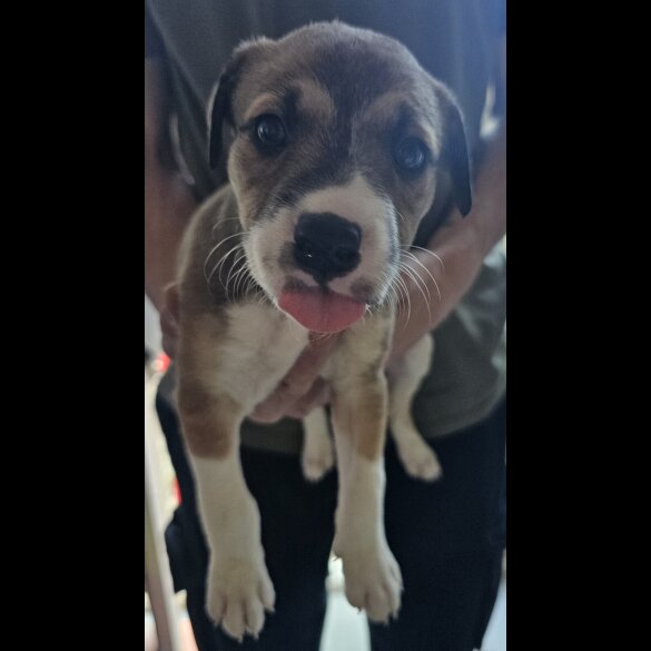 Mixed Breed - Both