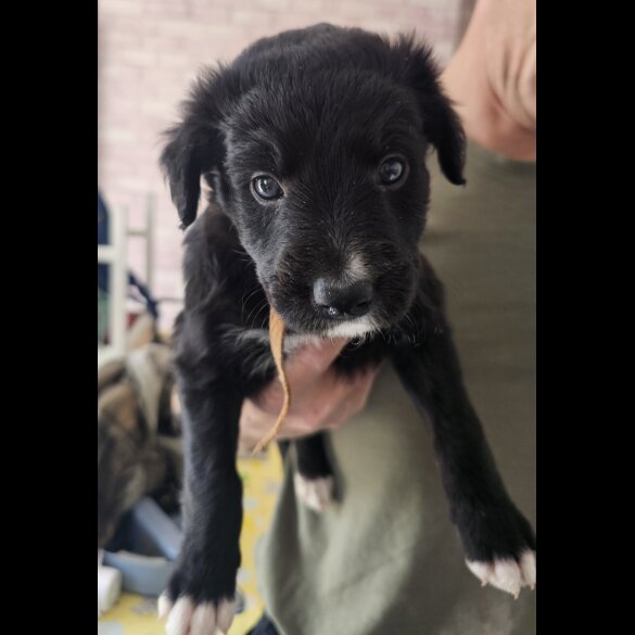 Mixed Breed - Both