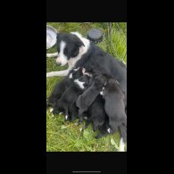 Border Collie - Both