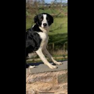 Border Collie - Both