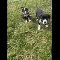 Border Collie - Both