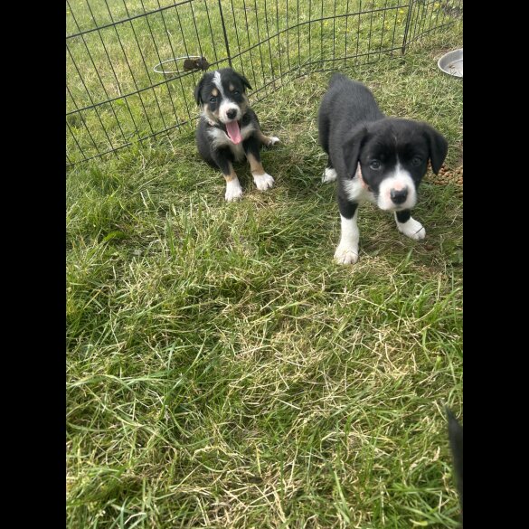 Border Collie - Both