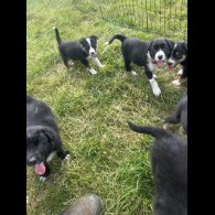 Border Collie - Both