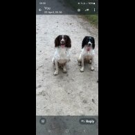 English Springer Spaniel - Both