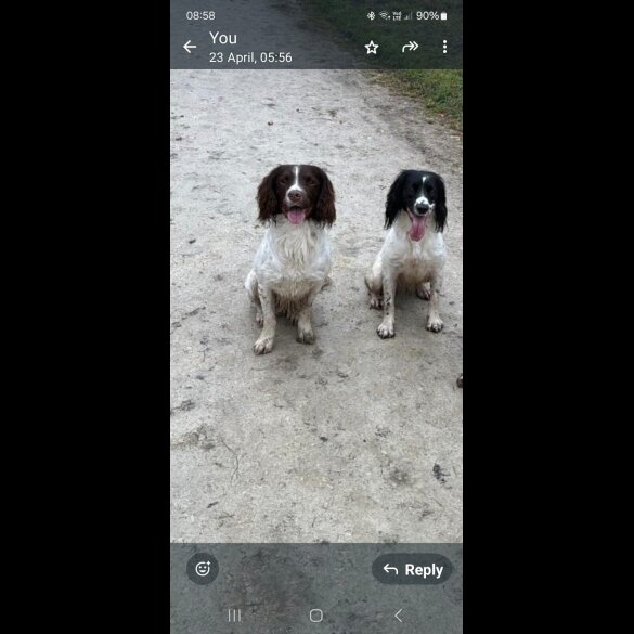 English Springer Spaniel - Both