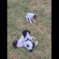English Springer Spaniel - Both