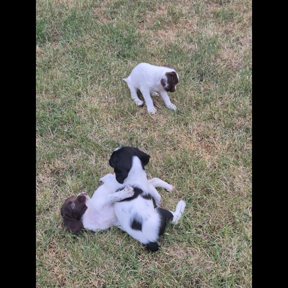 English Springer Spaniel - Both