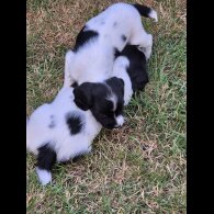English Springer Spaniel - Both