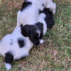 English Springer Spaniel - Both
