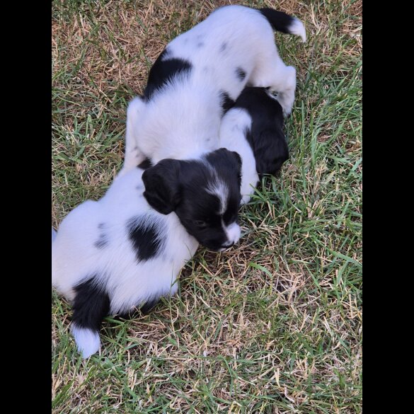 English Springer Spaniel - Both