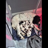 English Springer Spaniel - Both