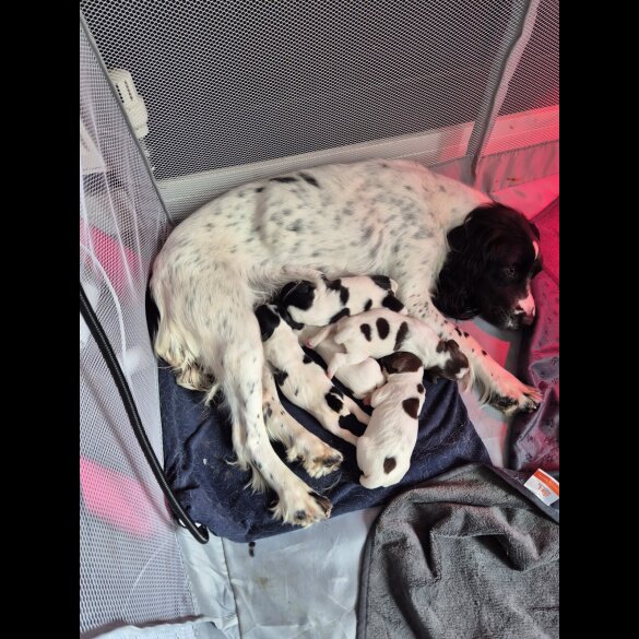 English Springer Spaniel - Both