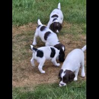 English Springer Spaniel - Both