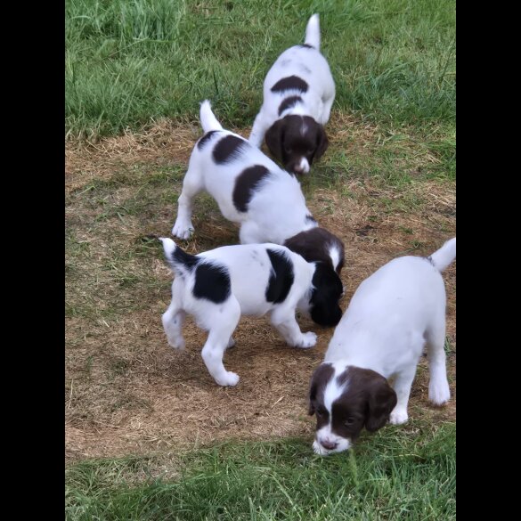 English Springer Spaniel - Both