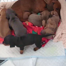 Dachshund (Standard &amp; Miniature) - Both