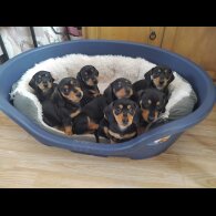 Dachshund (Standard &amp; Miniature) - Both