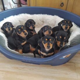Dachshund (Standard &amp; Miniature) - Both