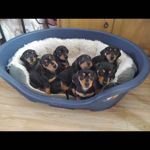 Dachshund (Standard &amp; Miniature) - Both
