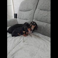 Dachshund (Standard &amp; Miniature) - Both