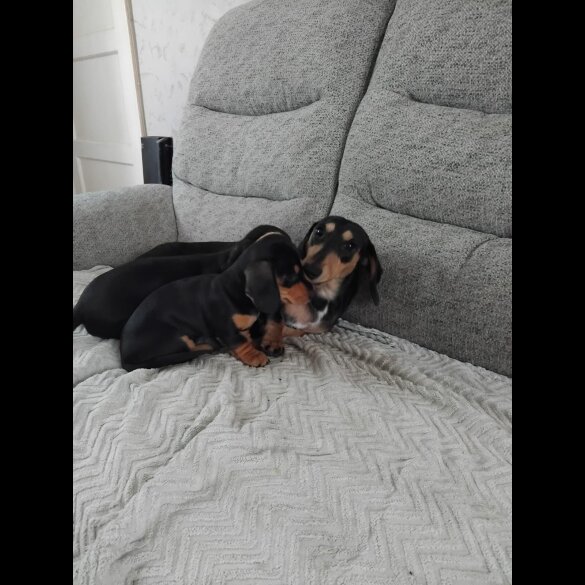 Dachshund (Standard &amp; Miniature) - Both