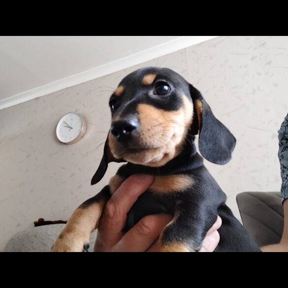 Dachshund (Standard &amp; Miniature) - Both